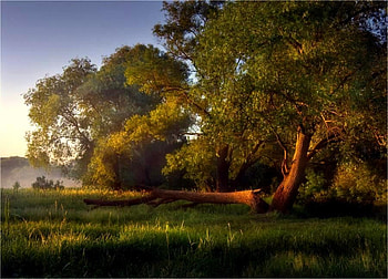 After The Storm, mist, fog, field, split tree, trees, grass HD wallpaper