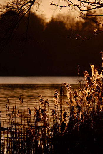 Nature, Rivers, Sunset, Branches, Reeds HD phone wallpaper