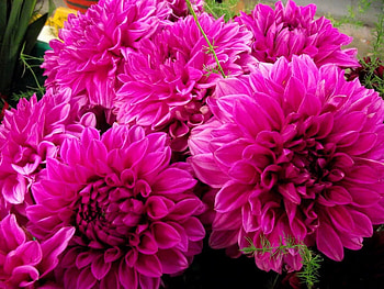Flowers, Bright, Close-Up, Dahlias, Buds HD wallpaper