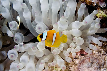 Under Water Life in the Red Sea, fish, white, tenticles, rock HD wallpaper