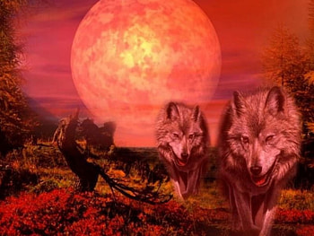 Wolves, 3d HD wallpaper