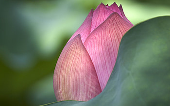 Lotus flower beautiful, High quality , Aesthetic appeal, Sublime elegance HD wallpaper