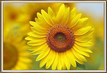 PRETTY SUNFLOWER, FLOWER, PRETTY, NATURE HD wallpaper