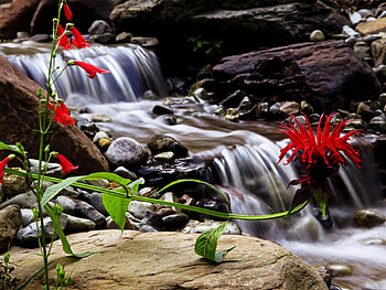 Plants, Flowers, Waterfalls HD wallpaper
