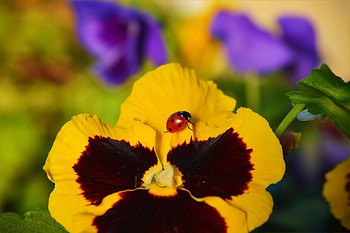 Animal, ladybug HD wallpaper