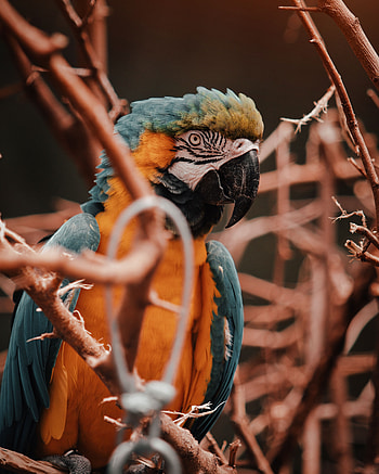 Animals, Parrots, Bird, Multicolored, Motley, Branches, Macaw HD phone wallpaper