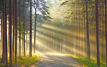 Landscape, Trees, Roads HD wallpaper