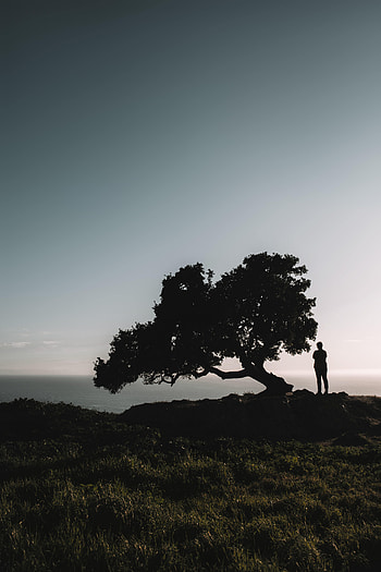 Night, Dark, Silhouette, Wood, Tree, Loneliness HD phone wallpaper