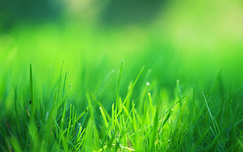 Green Grass Field, green, grass, field, nature HD wallpaper
