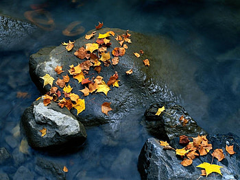 leaf age, color, forces, leaf, nature, water, rock HD wallpaper