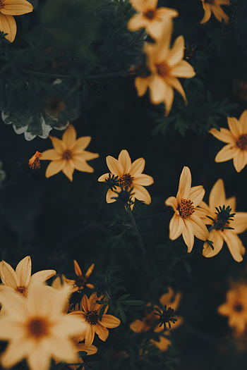Flowers, Leaves, Plant, Blooms, Dark Green HD phone wallpaper