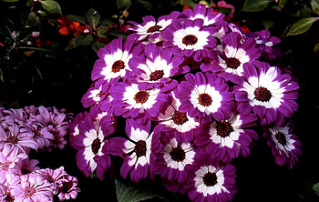 Flowers, Flower Bed, Flowerbed, Bicolor, Cineraria, Two-Colored HD wallpaper