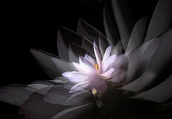 Water Lily, digital, pretty, monochrome, petals, colour HD wallpaper