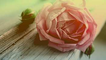 Flower, Macro, Rose Flower, Rose, Petals HD wallpaper