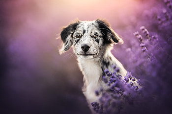 Animal, dog HD wallpaper