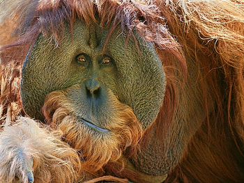 Animals, Monkeys HD wallpaper
