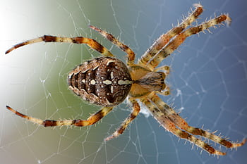 Detailed macro shot of an orb weaver spider on its intricate web, showcasing its vivid coloration. HD wallpaper