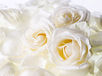 Plants, Flowers, Roses HD wallpaper