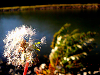 Fall Hope, hope, flowers, dandelion, fall HD wallpaper