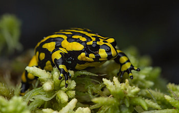 Southern Corroboree Frog, animal, frog, southern, corroboree HD wallpaper