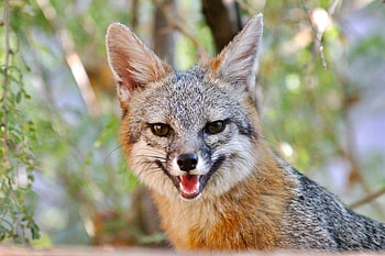 Animals, Fox, Brown, Smile, Animal, Sweetheart, Nice HD wallpaper