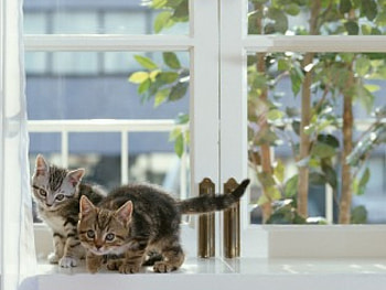 Cats, kitten, kitty, cute, beautiful, paws, cat face, pretty, face, lovely HD wallpaper