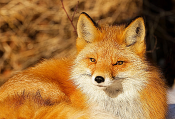 Fox, animal, tail, smile HD wallpaper