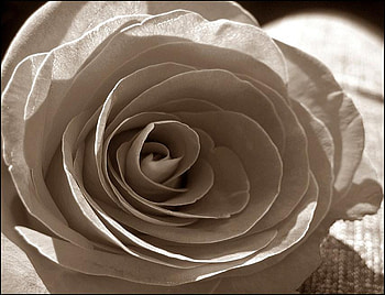 unique rose, plants, soft, nice, rose, delicate, pretty, petals, bud, nature, flowers, lovely HD wallpaper