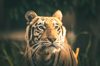 Majestic Bengal tiger gazing intently in a lush, natural habitat. HD wallpaper