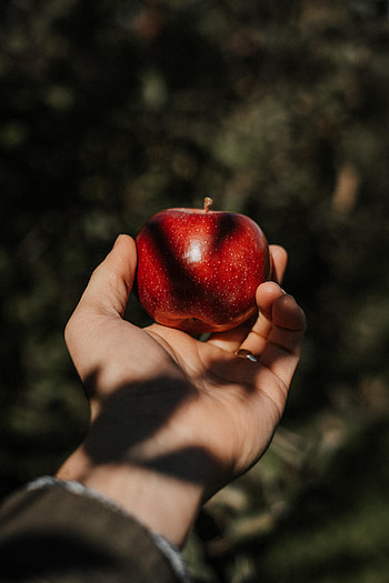 Apple, Hand, Miscellanea, Miscellaneous, Fruit HD phone wallpaper