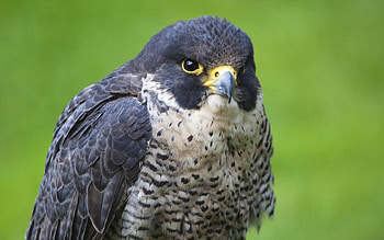 Animals, Bird, Predator, Hawk HD wallpaper