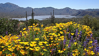 Desert Wildflowers in Arizona, cactuses, blossoms, hills, landscape, flowers, usa HD wallpaper