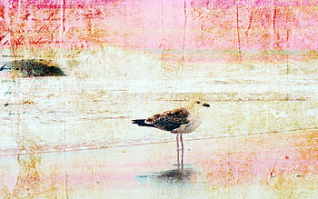 Background, Bird, Texture, Textures, , Stains, Spots HD wallpaper