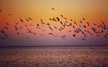 Seagulls, Latvia, sea, sky, flight HD wallpaper