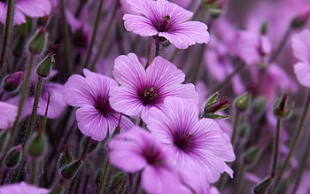 Plants, Flowers, Violet HD wallpaper