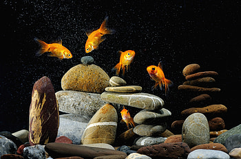 Animals, Stones, Fishes, Black Background, Aquarium HD wallpaper