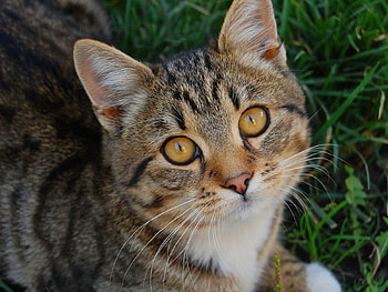 Animals, Grass, Cat, Muzzle, Sight, Opinion, Nice, Sweetheart HD wallpaper