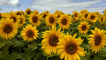 Sunflower, plant, leaf, nature, seed HD wallpaper