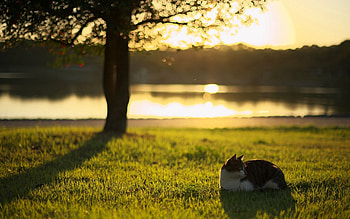 Animals, Rivers, Grass, Shine, Light, Cat HD wallpaper