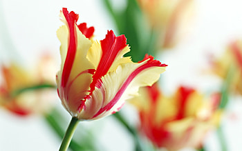 Plants, Flowers HD wallpaper