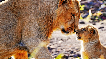 dad and son, nature, gorgeus, lions, animals HD wallpaper