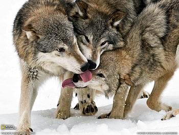 Animals, Wolfs, Snow HD wallpaper