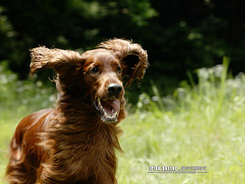 Speeding Irish Setter, dogs, animals, irish setters HD wallpaper
