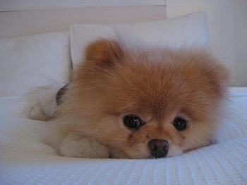 cute dog, dog, cute, funny, nice HD wallpaper