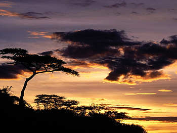 Landscape, Trees, Sunset HD wallpaper