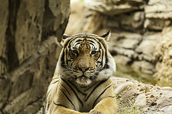 Animals, Predator, Big Cat, Tiger, Stripes, Streaks, Grozny, Fearsome HD wallpaper