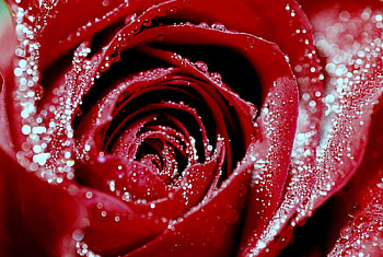 red rose, rose, art, red HD wallpaper