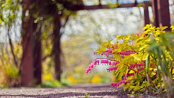 ✿.｡, bush, leaves, flowers, blur HD wallpaper