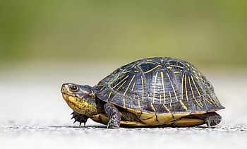 Animals, Background, Beautiful, Crawl, Turtle HD wallpaper