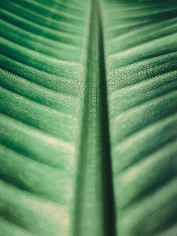 Macro, Surface, Leaflet, Veins HD phone wallpaper